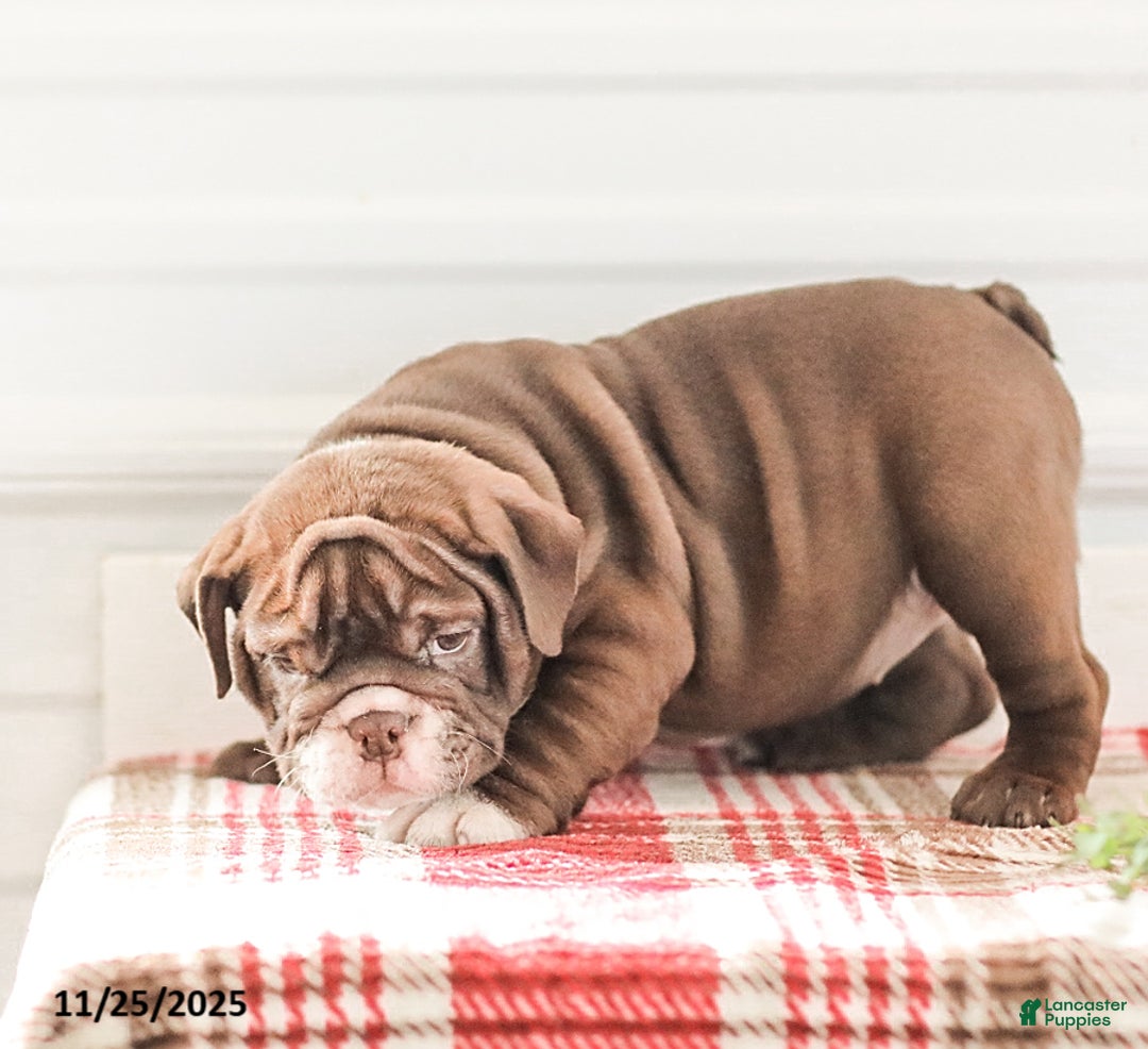 English Bulldog dogs for sale: Rhoda - Ad 7