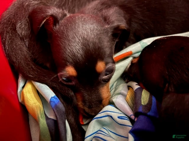 Chiweenie dogs Ginger - Ad 8