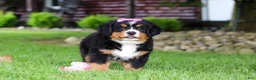 Bernese Mountain Dog dogs for sale: Suzie - Ad 10