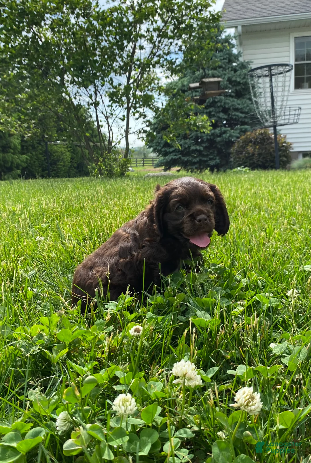 Cocker Spaniel dogs for sale: Allie - Ad 2