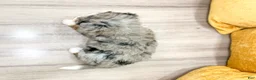 Mini Bernedoodle dogs for sale: Dixie - Ad 5