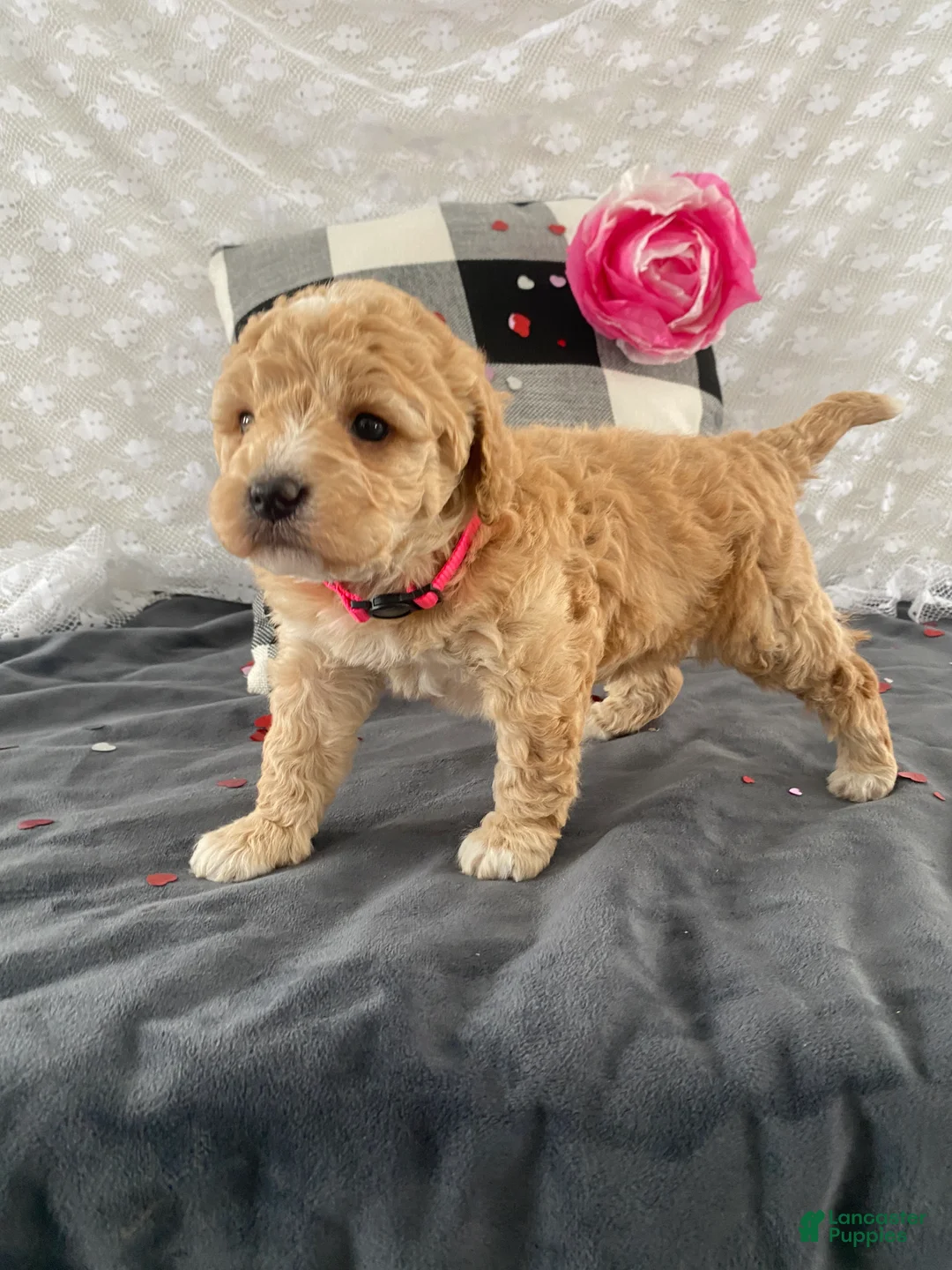 Mixed Breed dogs for sale: Kit - Ad 4