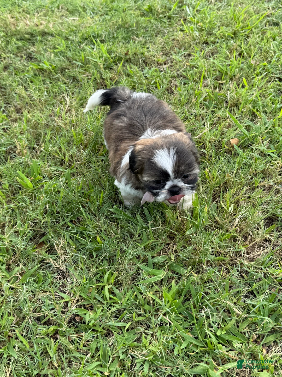 Shih Tzu dogs for sale: Sally  - Ad 2
