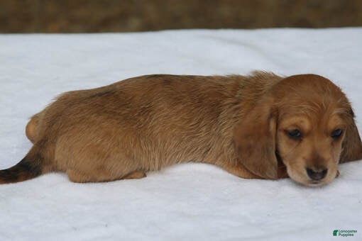 Miniature Dachshund dogs Red Dapple Wirehair Mini - Ad 31