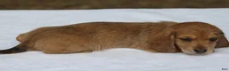Miniature Dachshund dogs for sale: Red Dapple Wirehair Mini - Ad 1
