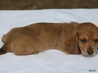 Miniature Dachshund dogs Red Dapple Wirehair Mini - Ad 31
