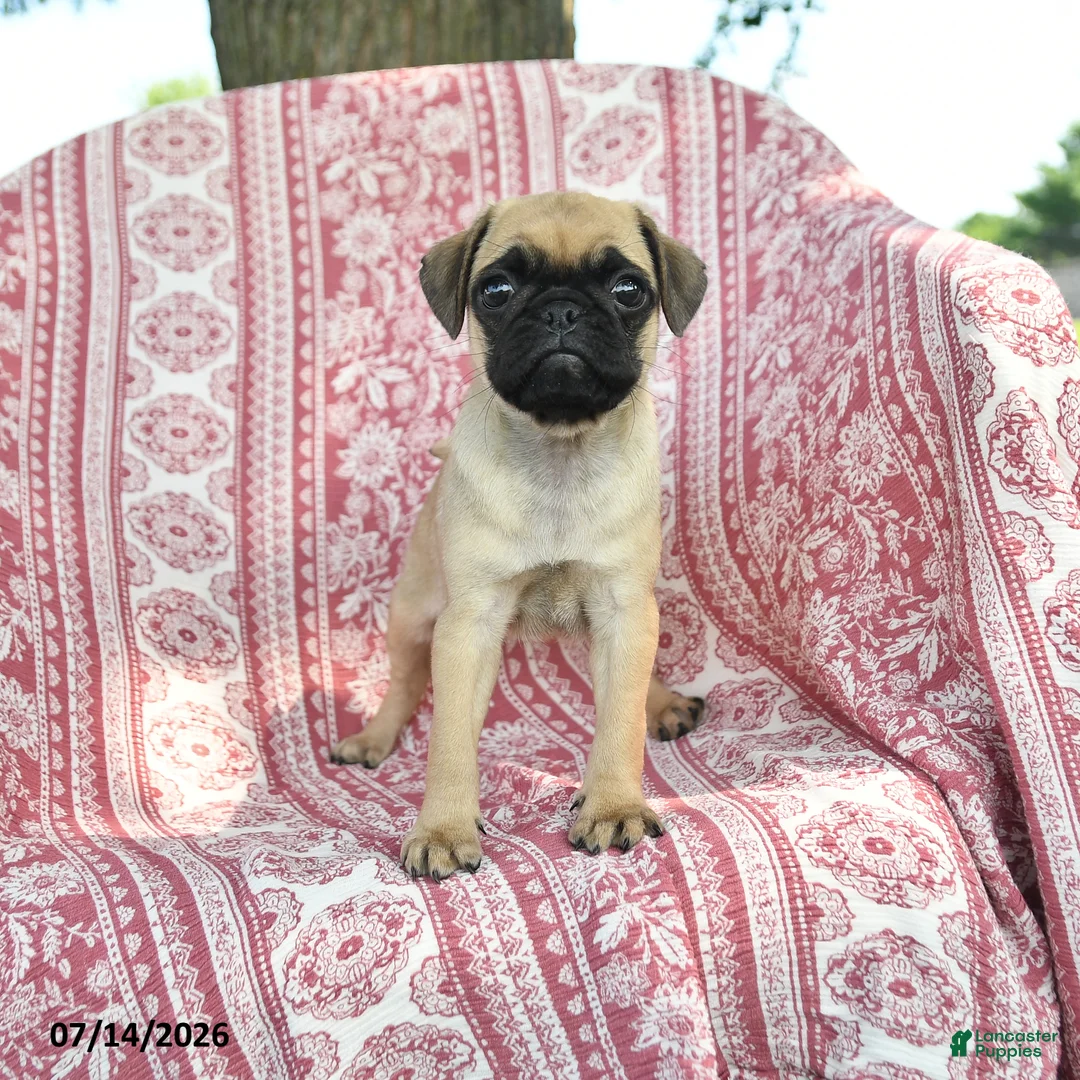 Pug dogs for sale: Macie - Ad 1