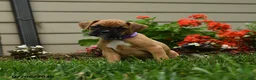 Boxer dogs for sale: Rosemary - Ad 5
