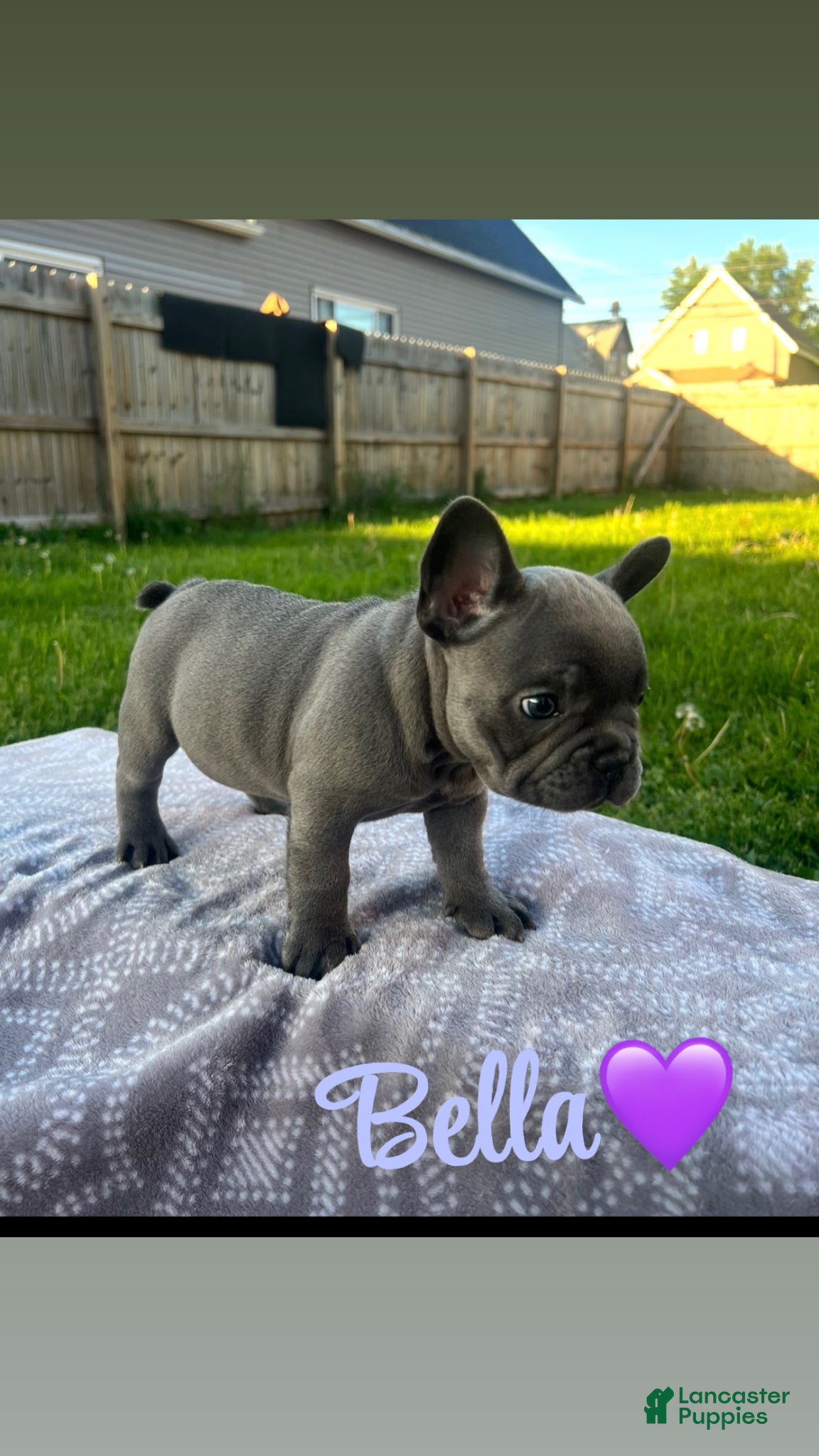 French Bulldog dogs for sale: French Bulldog Puppy 3 - Ad 2