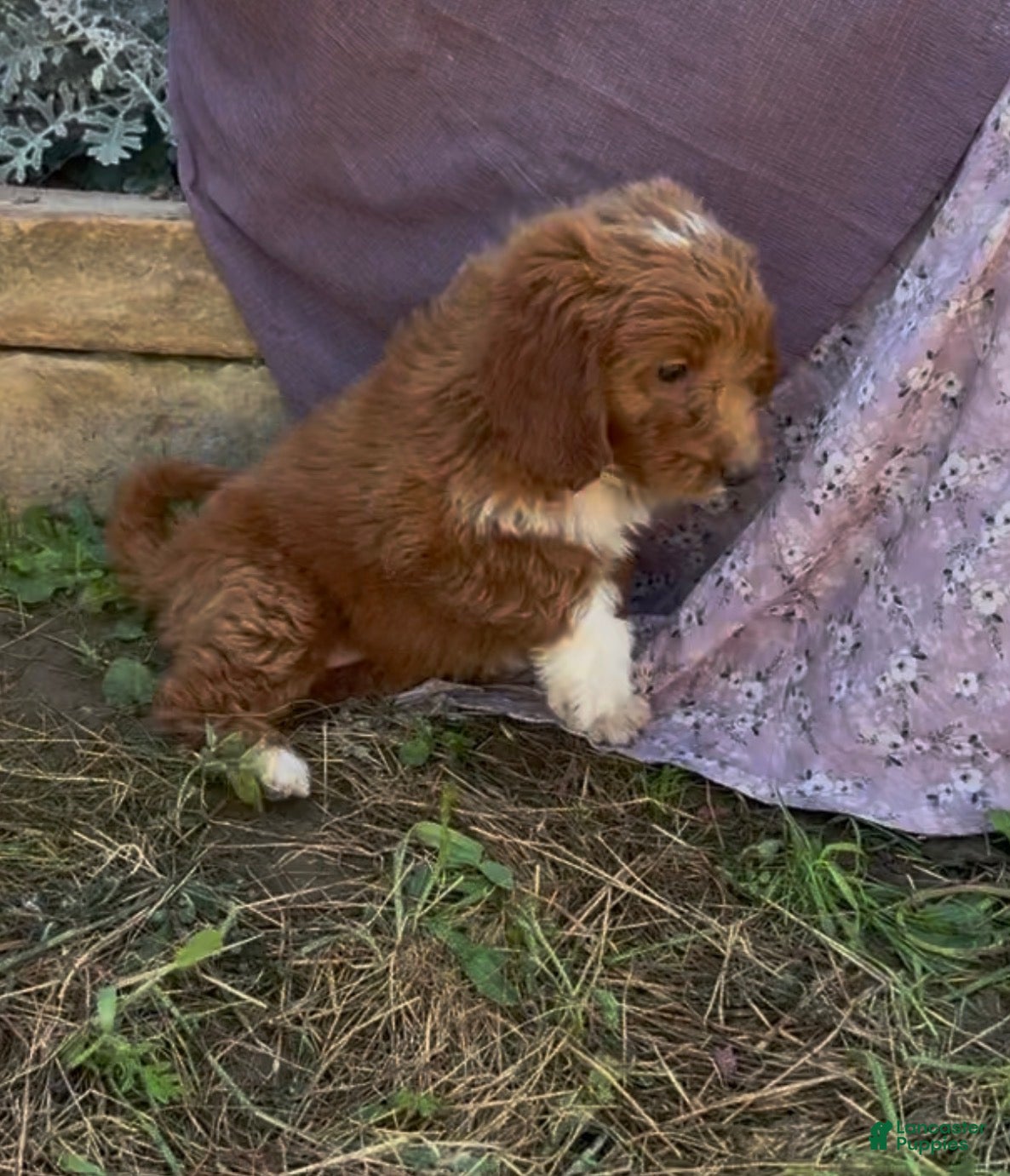 Mini Goldendoodle dogs Calla - Ad 1