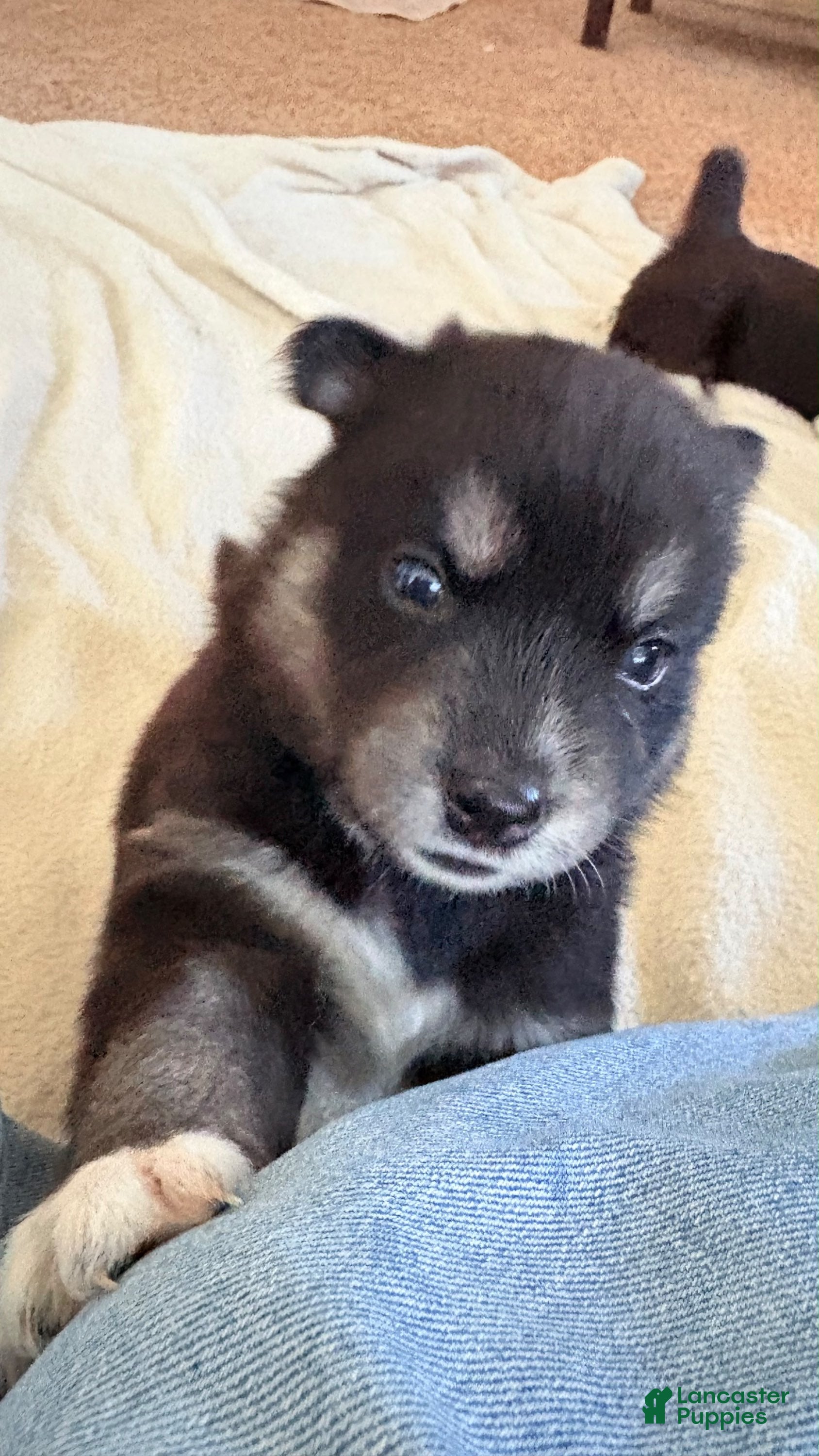 Pitsky dogs Girl - Ad 2