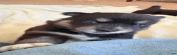 Pitsky dogs for sale: Girl - Ad 1