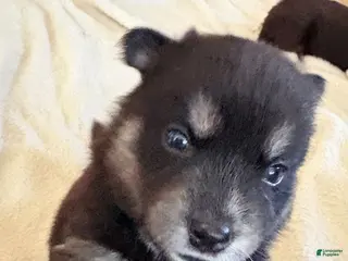Pitsky dogs Girl - Ad 10