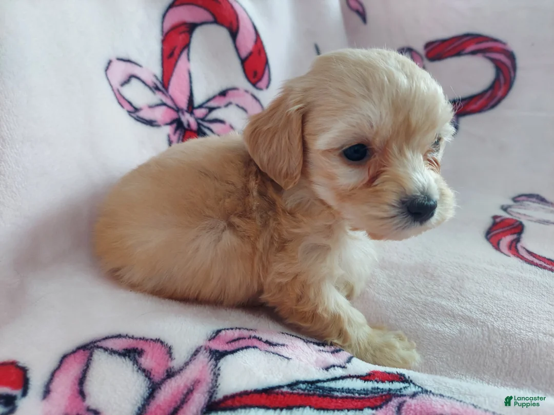 Maltipoo dogs for sale: Opalescent---Maltipoo, in home raised, non-shedding - Ad 2