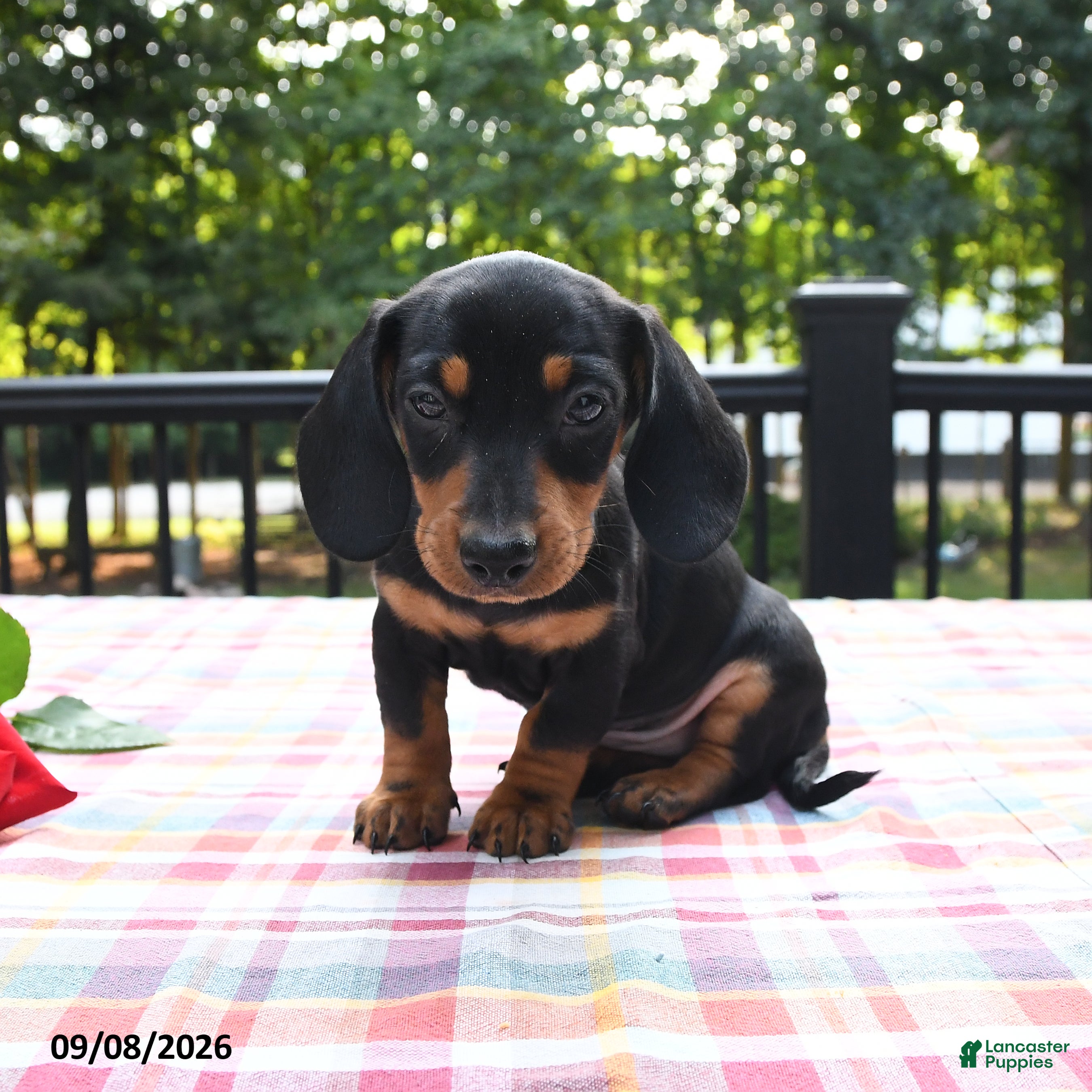 Miniature Dachshund dogs for sale: Pretzel - Ad 1
