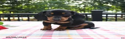 Miniature Dachshund dogs for sale: Pretzel - Ad 1