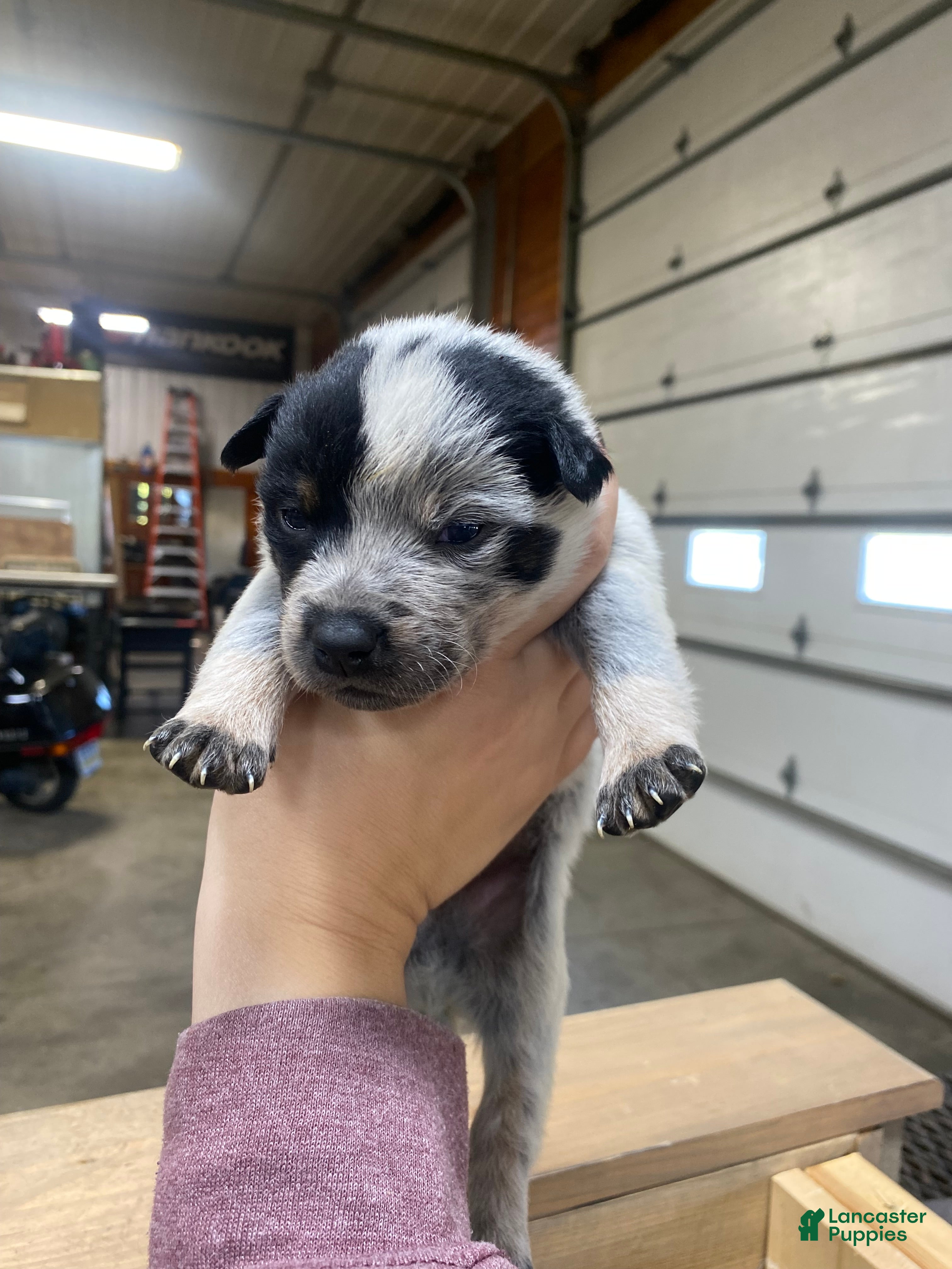 Australian Cattle Dog dogs for sale: Australian Cattle Dog 1 - Ad 21