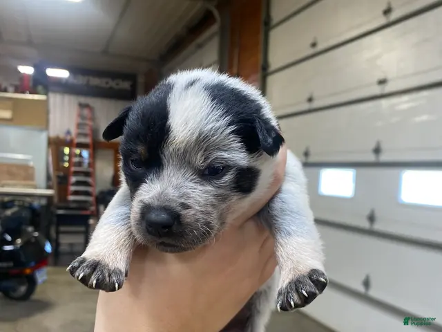 Australian Cattle Dog dogs for sale: Australian Cattle Dog 1 - Ad 21