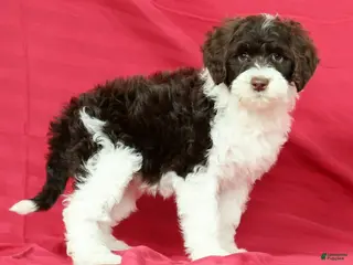 Portuguese Water Dog dogs for sale: Roxie - Ad 4