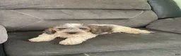 Cockapoo dogs for sale: Cockapoo 1 - Ad 5