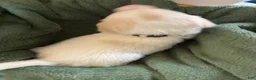 Mixed Breed dogs for sale: Beige Collar - Ad 2
