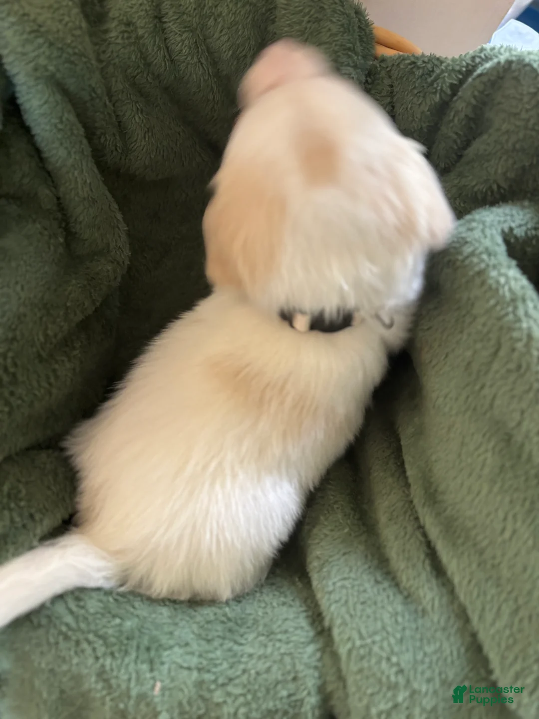 Mixed Breed dogs for sale: Beige Collar - Ad 2