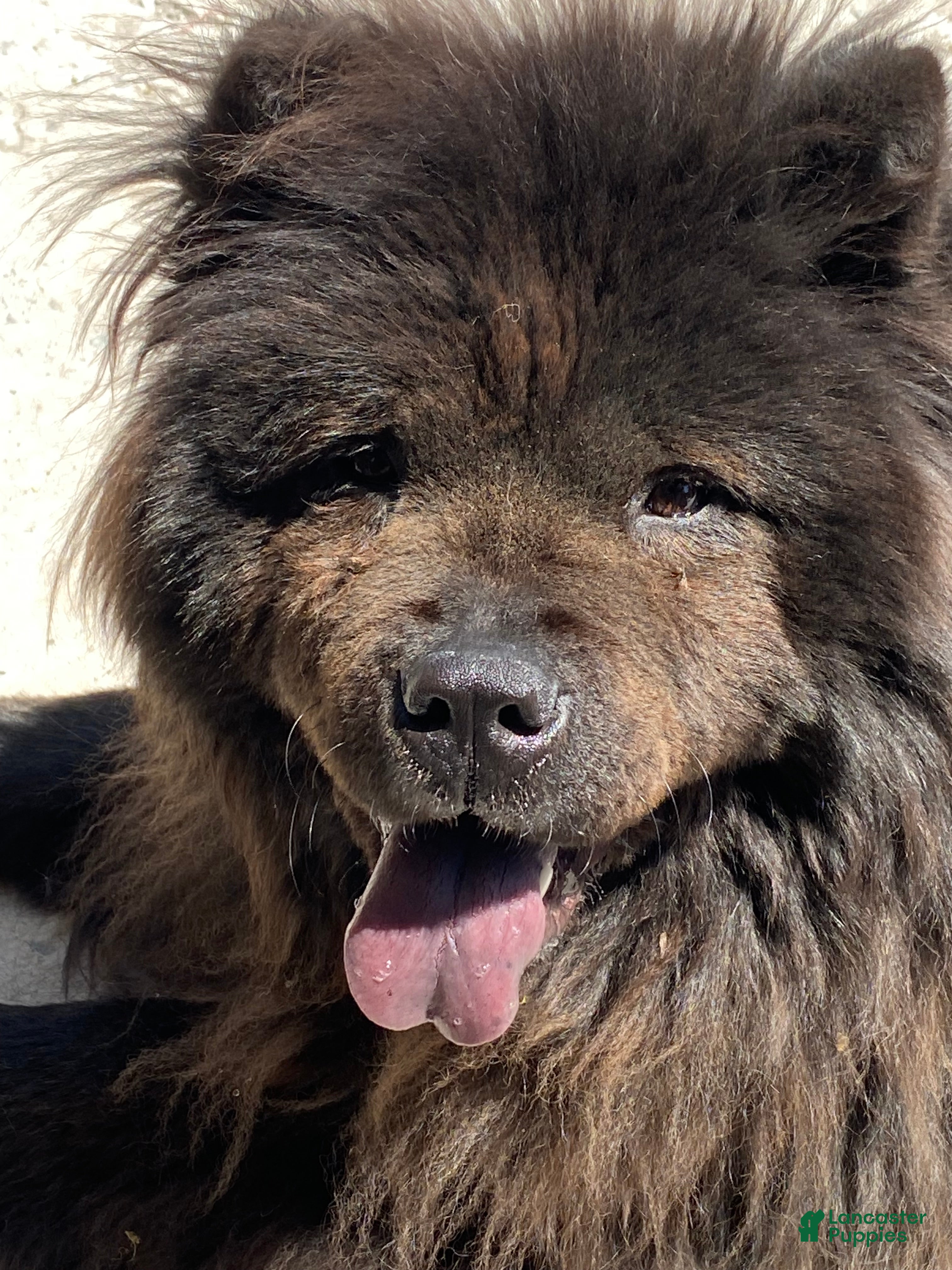 Chow Chow Puppies for sale in Pennsylvania Lancaster Puppies