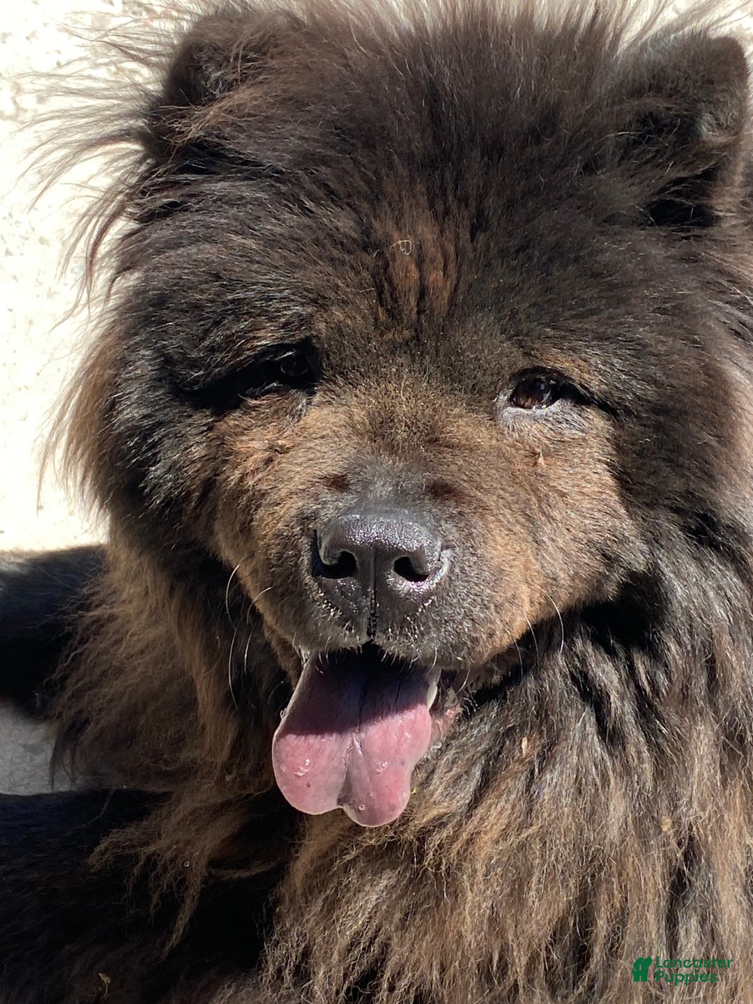 Mixed Breed dogs for sale: Chowski boy  - Ad 3