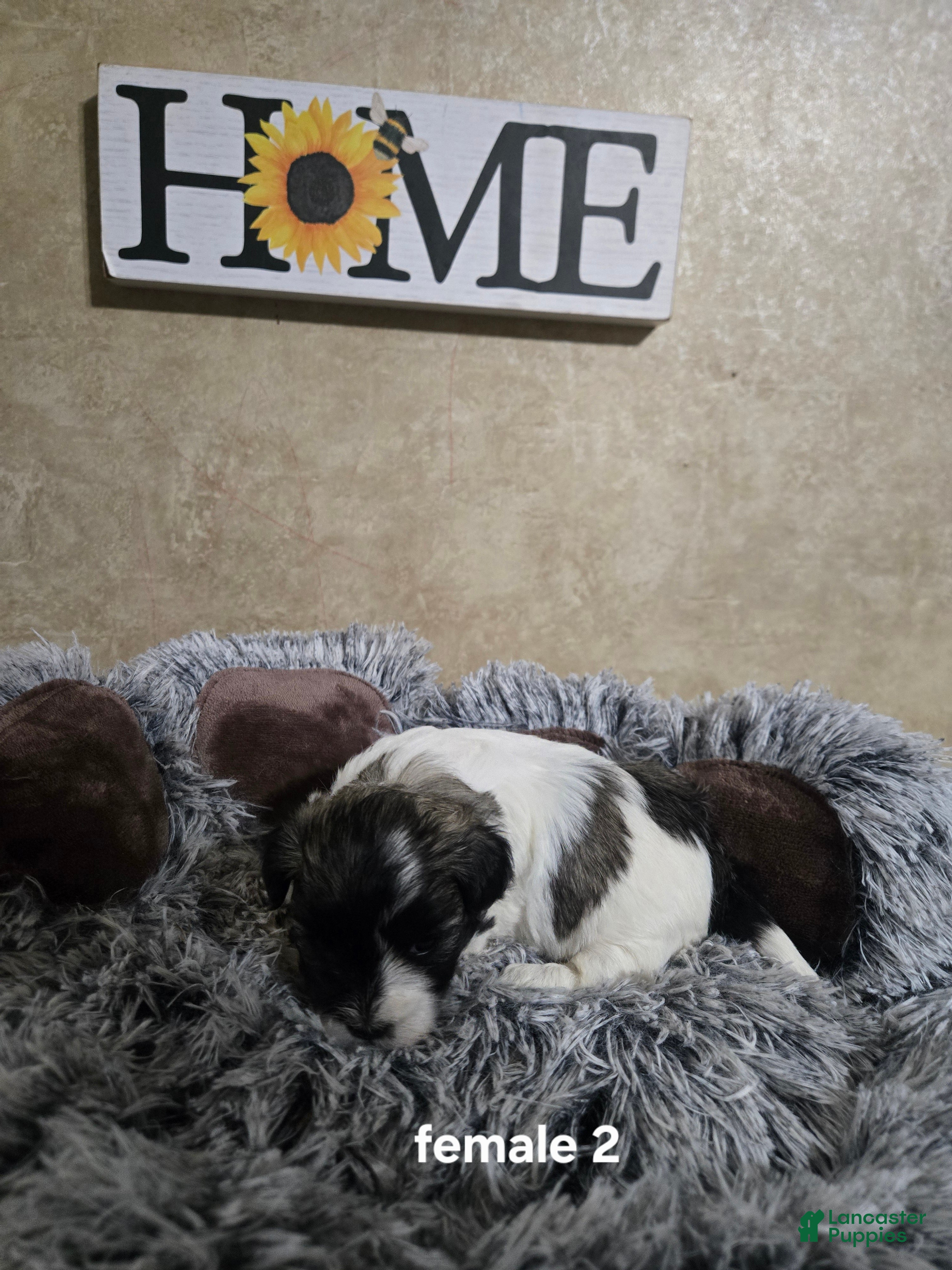 Mixed Breed dogs Female 2 - Ad 2