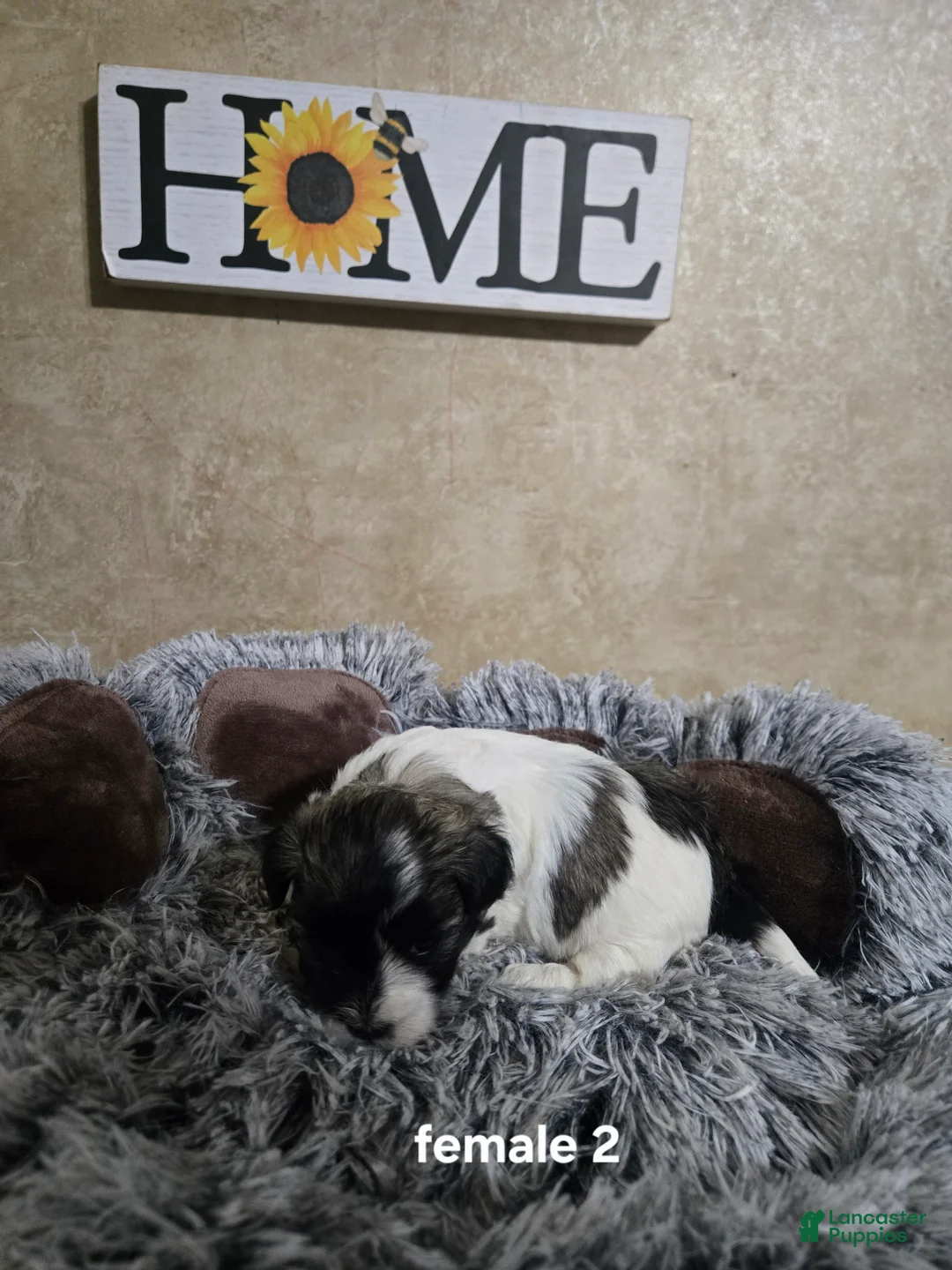 Mixed Breed dogs for sale: Female 2 - Ad 2