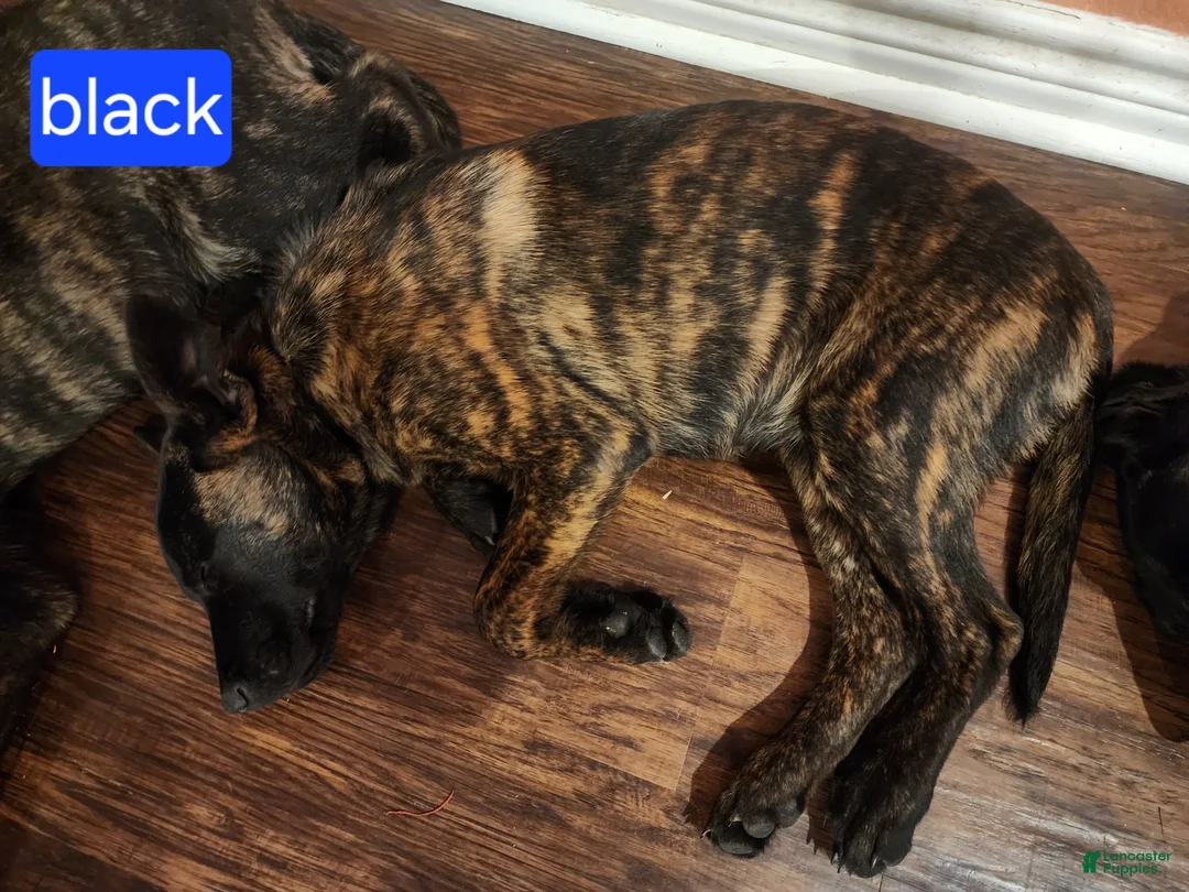 Mixed Breed dogs for sale: Hybrid Black Collar Female - Ad 1