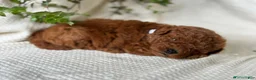 Mini Goldendoodle dogs for sale: Jerry - Ad 9