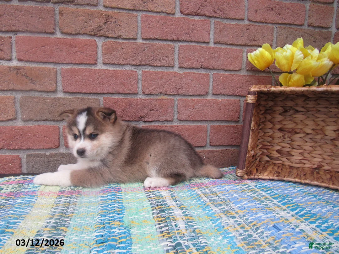 Pomsky dogs for sale: Buddy - Ad 2