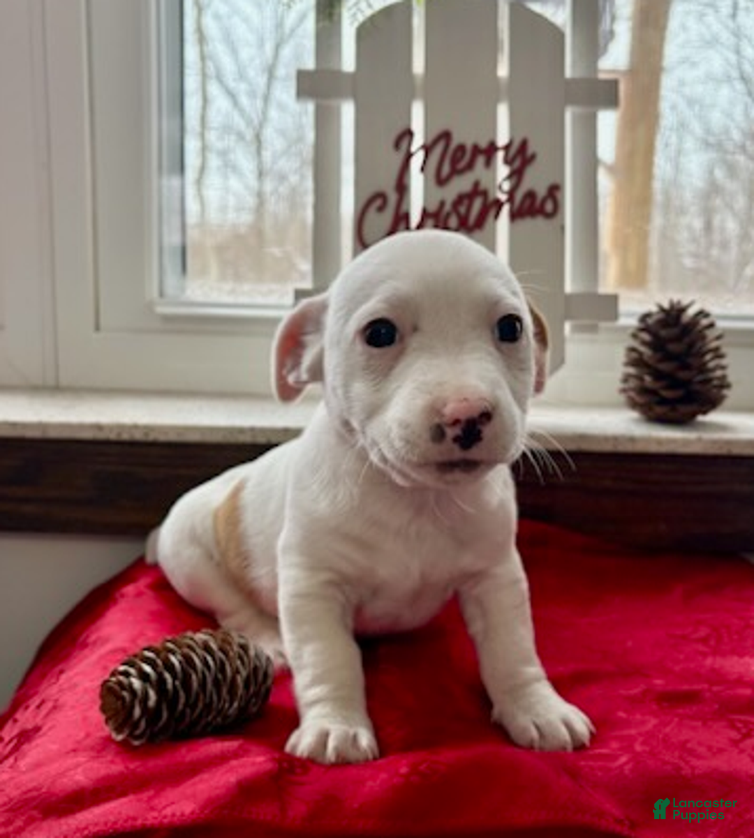 Jack Russell Terrier dogs for sale: Isaiah - Ad 2