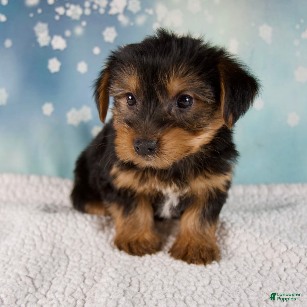 Morkie dogs for sale: Bentley - Ad 6