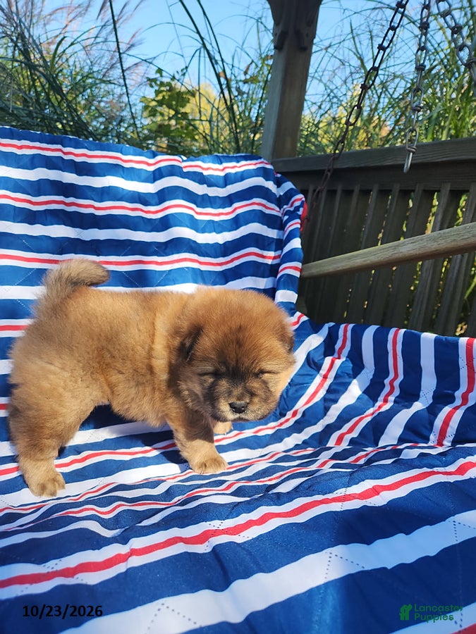 Chow Chow dogs for sale: Duke - Ad 2