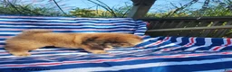 Chow Chow dogs for sale: Duke - Ad 2