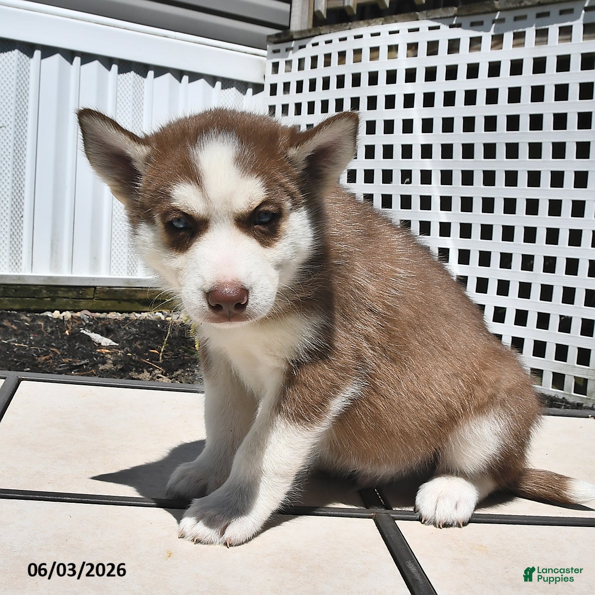 Siberian Husky dogs for sale: Cody - Ad 4