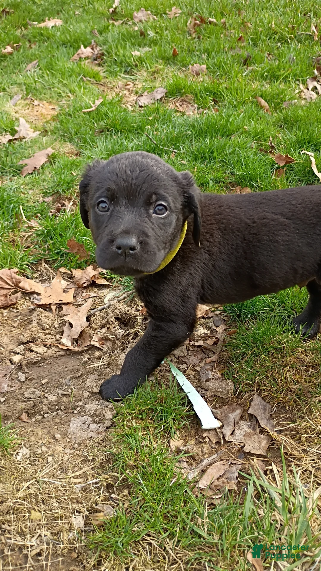 Mixed Breed dogs for sale: Mixed Breed Puppy 1 - Ad 2