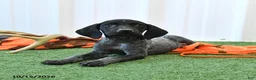 German Shorthaired Pointer dogs for sale: Lisa - Ad 4