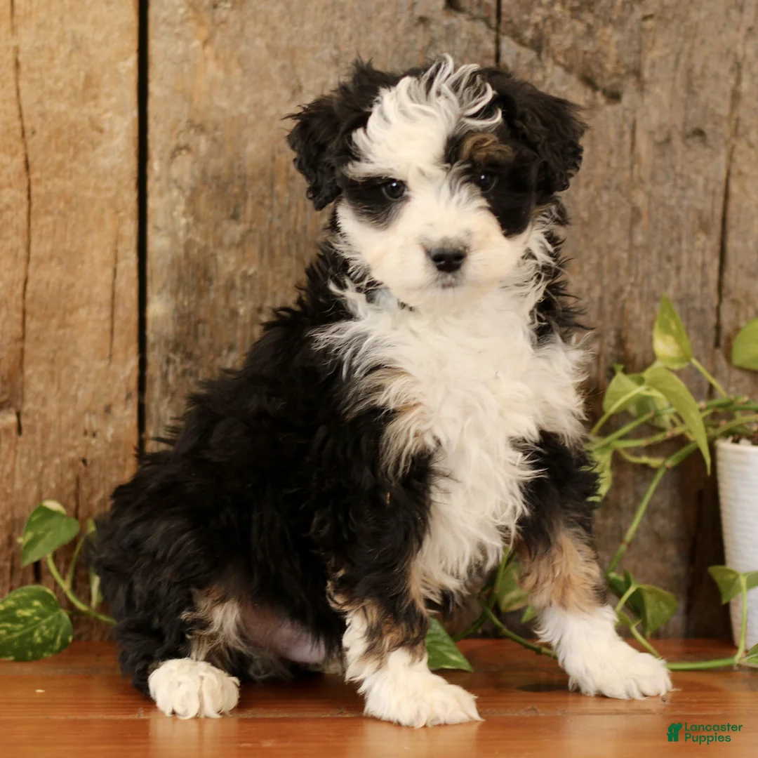 Mini Bernedoodle dogs for sale: Karl  - Ad 1