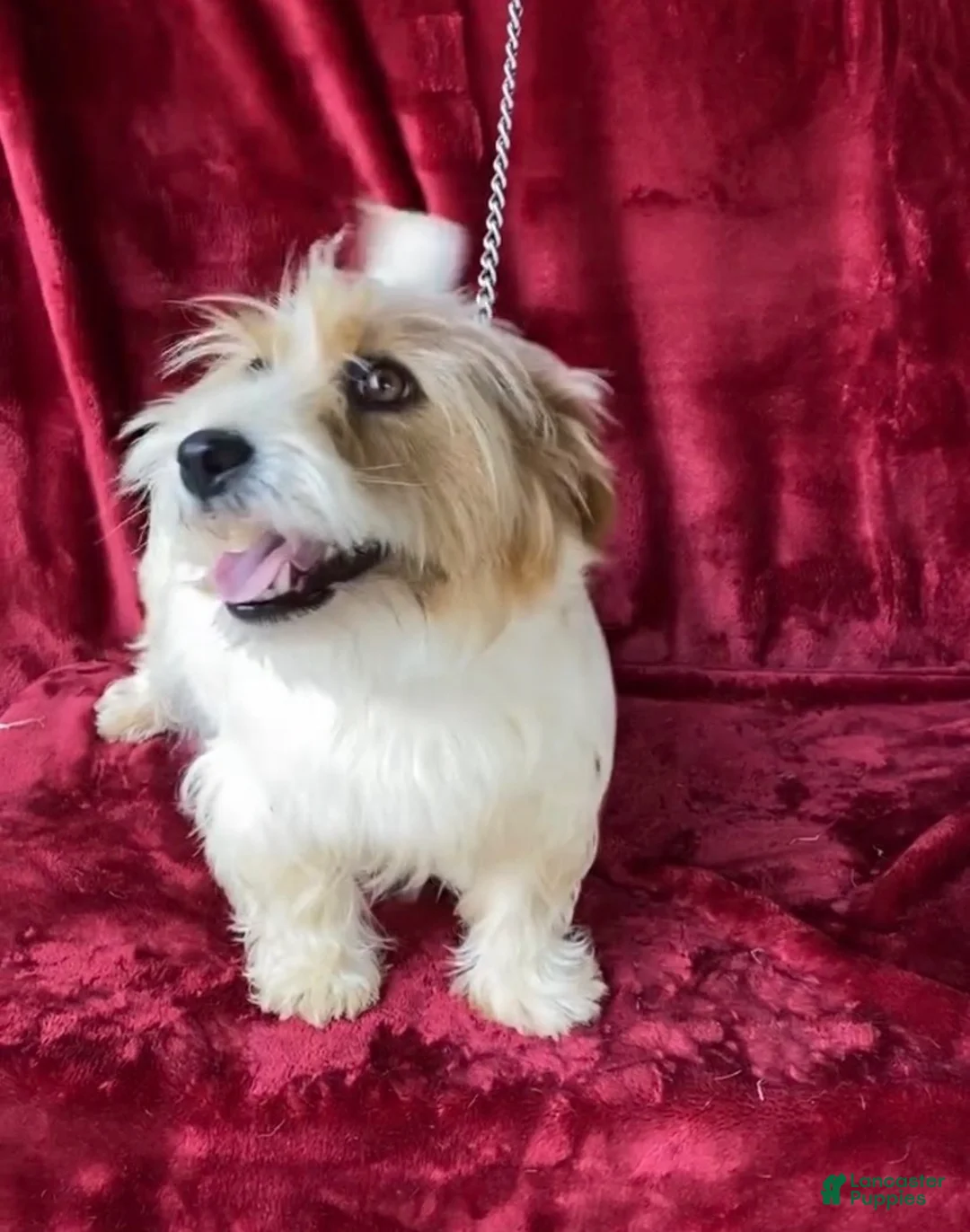 Jack Russell Terrier dogs for sale: Jack Russell Terrier Puppy 3 - Ad 11