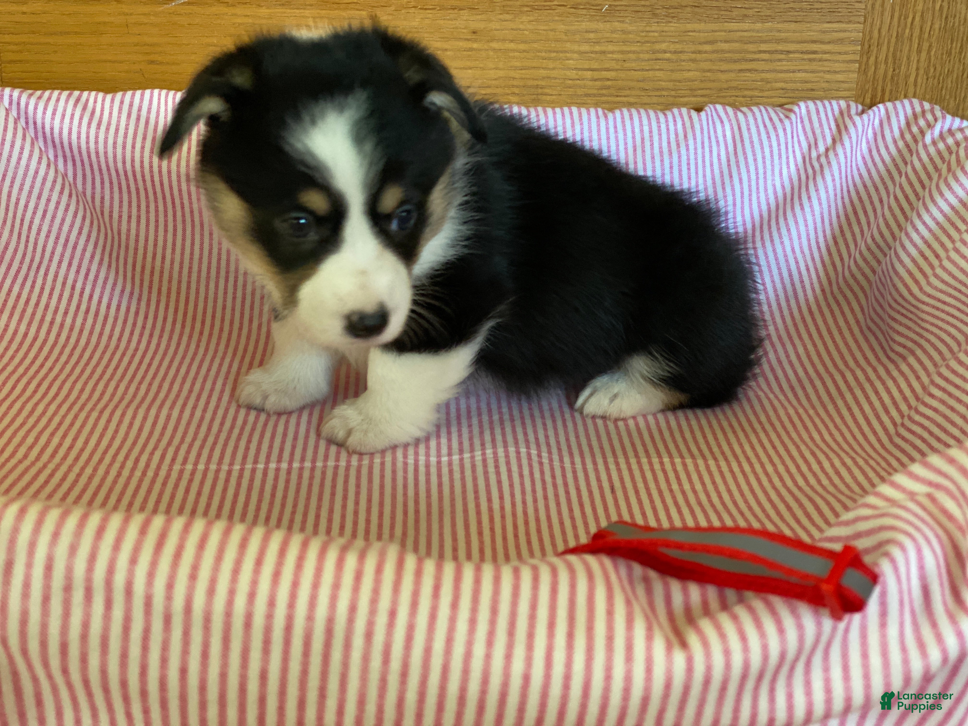 Welsh Corgi Pembroke dogs Amy - Ad 2