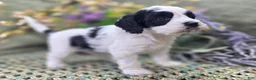 Cockapoo dogs for sale: Cottontail - Ad 5