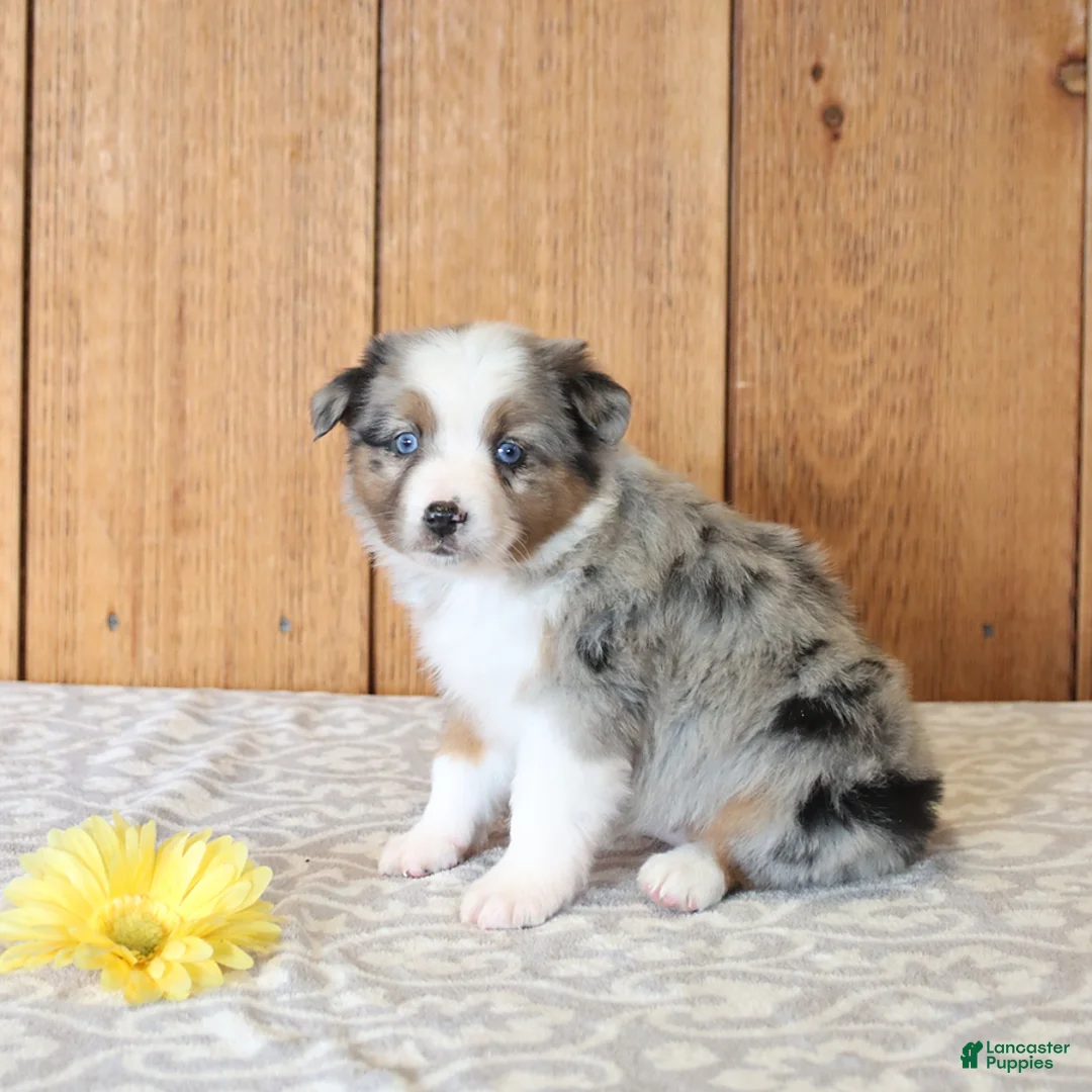 Miniature Australian Shepherd dogs for sale: Daphne - Ad 3