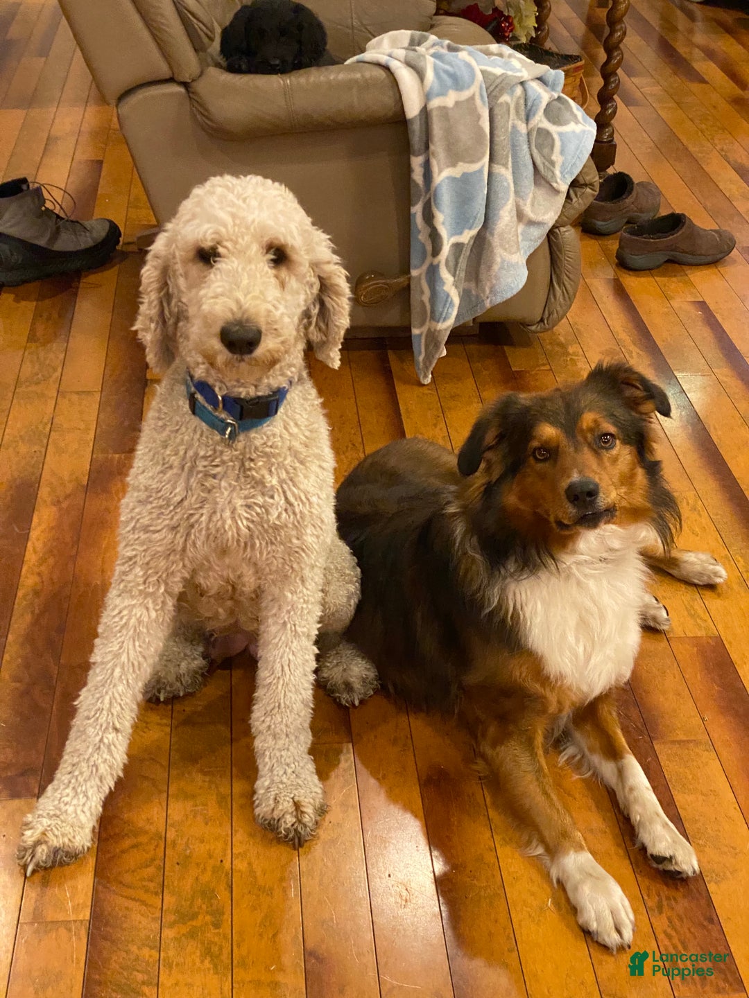 Mixed Breed dogs for sale: female # 3 English Shepherd Doodle - Ad 10