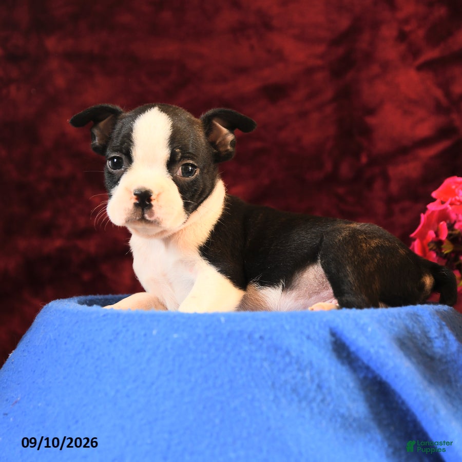 Boston Terrier dogs Charlie - Ad 2