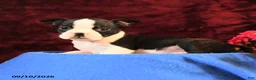 Boston Terrier dogs for sale: Charlie - Ad 2