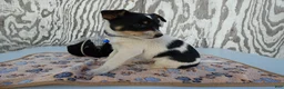 Jack Russell Terrier dogs for sale: Jack Russell Terrier 2 Blast - Ad 2