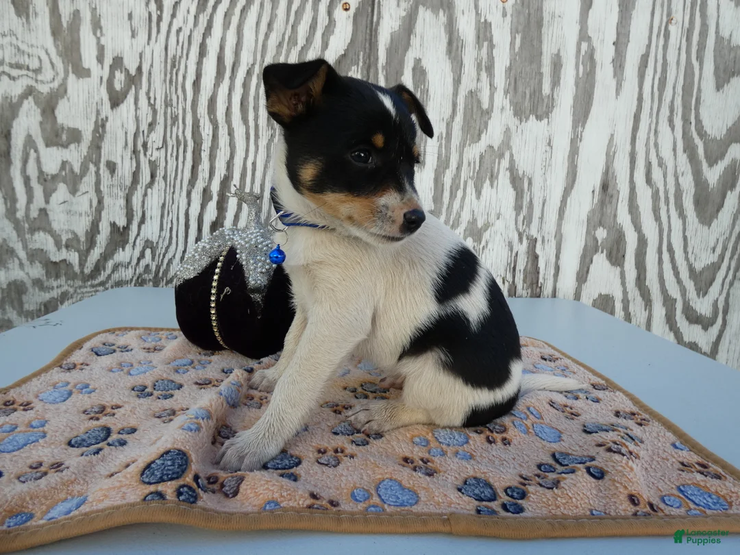 Jack Russell Terrier dogs for sale: Jack Russell Terrier 2 Blast - Ad 2